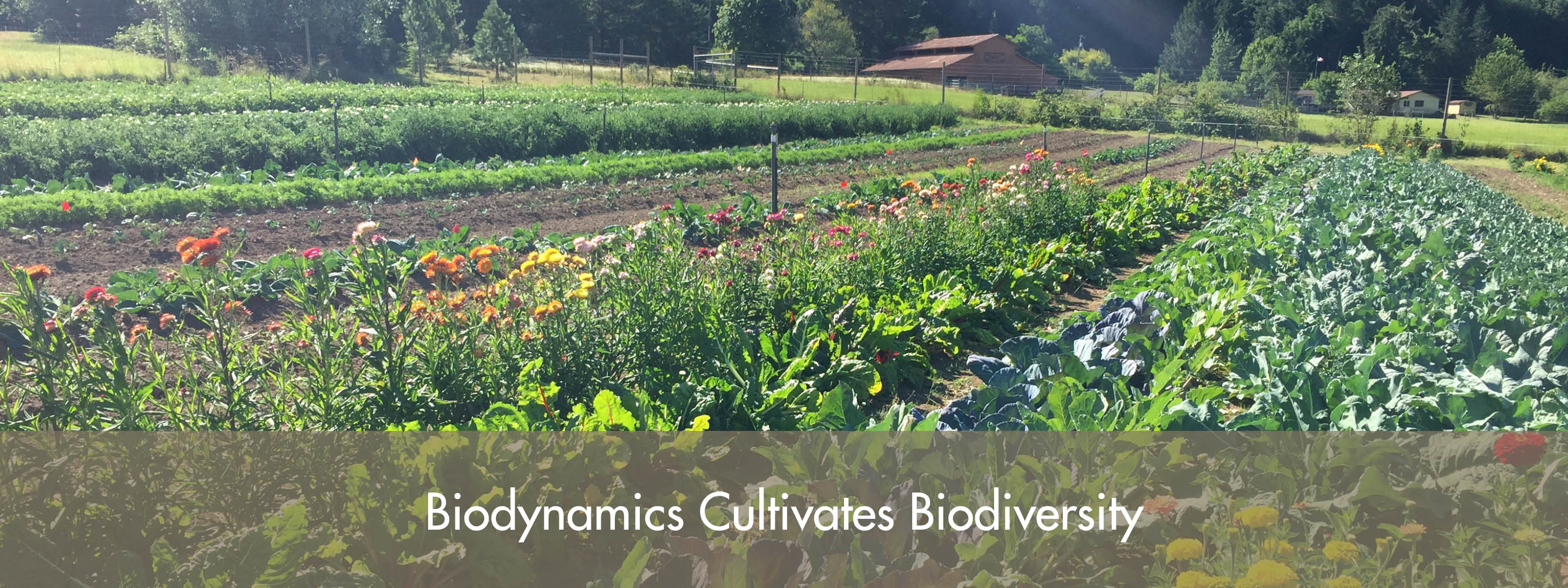 what-is-biodynamics-biodynamic-association